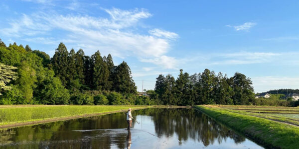 田植え前